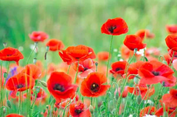 Red Poppy Images - Search Images On Everypixel