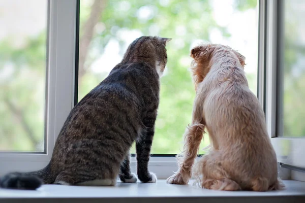 Cat and dog on the window