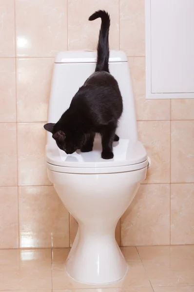 Black cat sitting on human toilet