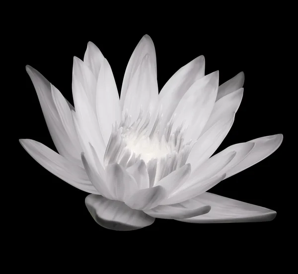 Flower Blossom. Lotus Exotic Plant
