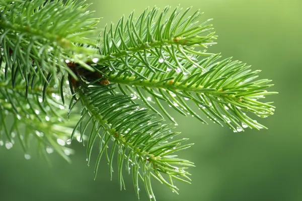 Pine branch with raindrops