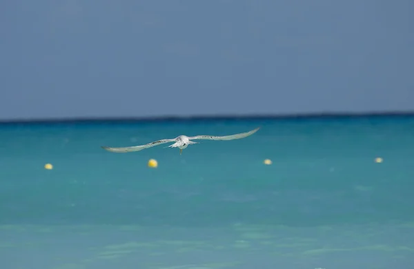 Seagull flying over calm sea