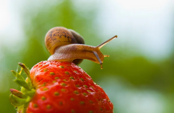 Garden snail creeps on a berry of a ripe strawberry.