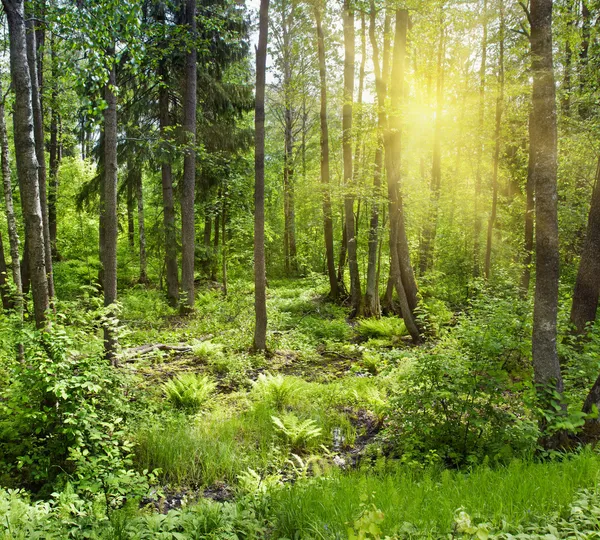 Sun beams pour through trees in forest