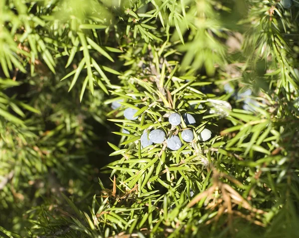 http://static9.depositphotos.com/1002469/1217/i/450/depositphotos_12171433-Blueberries-of-juniperus-communis.jpg