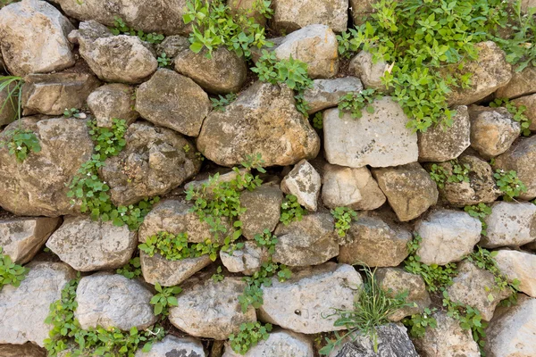 Texture of old stone wall and green plants
