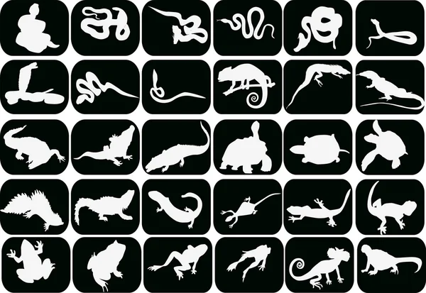 Set of reptiles and amphibians on black