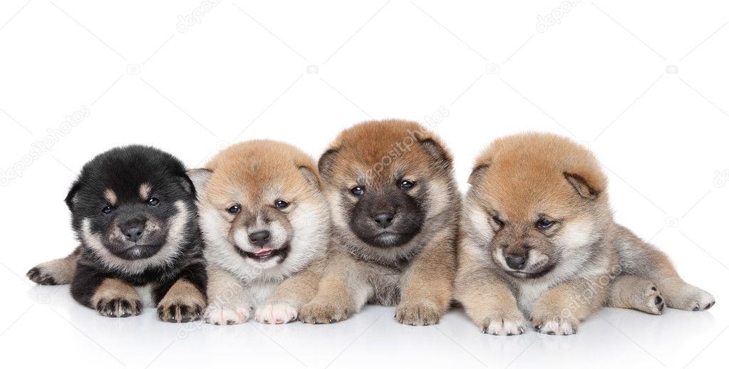Shiba Inu puppies on white background — Stock Photo ...