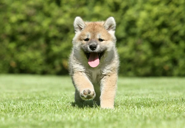 Shiba inu puppy running
