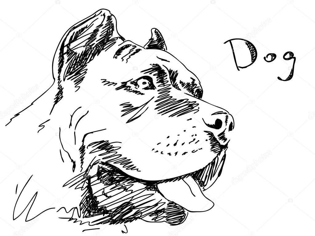 a drawn dog