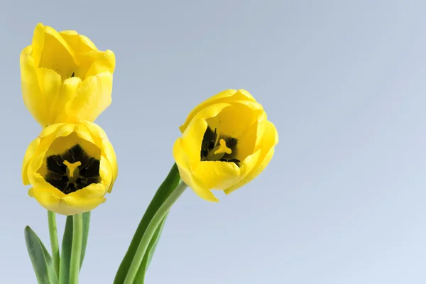 Three yellow tulips on a light gray background