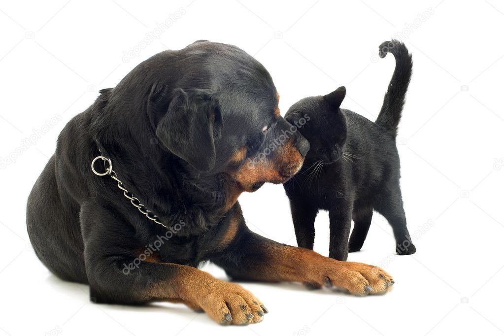 depositphotos_13206578-Rottweiler-and-cat.jpg