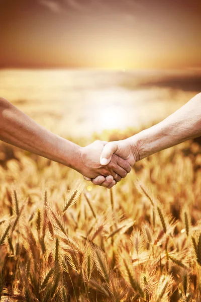 Two farmer\'s hands handshake at the harvest of wheat field.