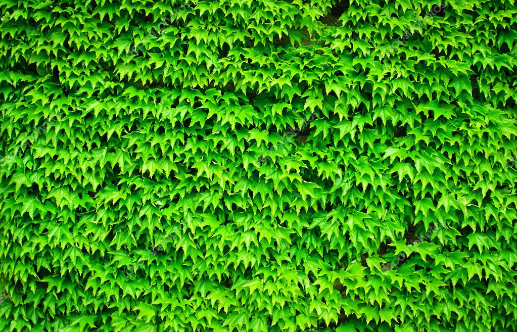 Hojas de Parra silvestre fondo — Foto de Stock 11134608 — Depositphotos