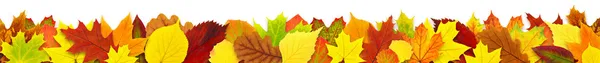 colorful autumn leaves border — Stock Photo #12039294