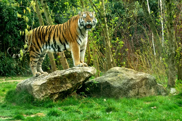Siberian tiger standing on a rock