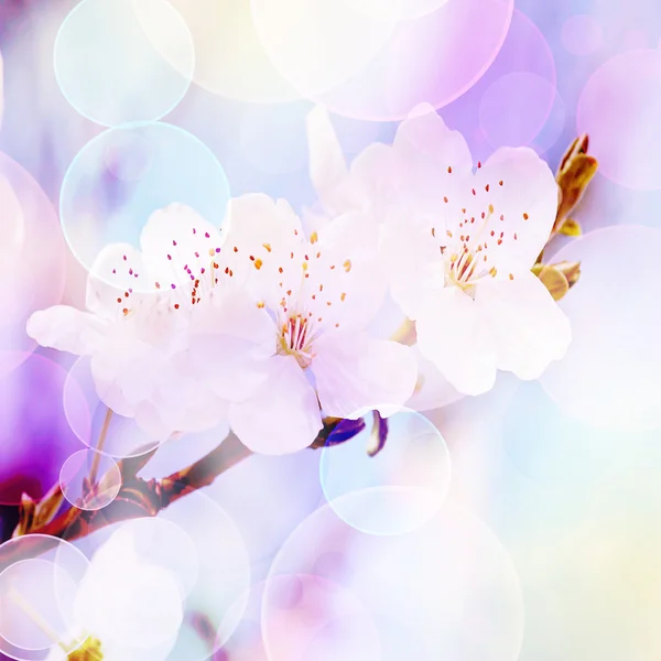 Spring background, tender blur colors and bokeh