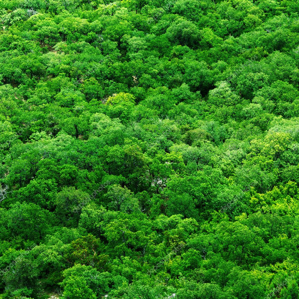 Tree tops — Stock Photo © korovin 11250685