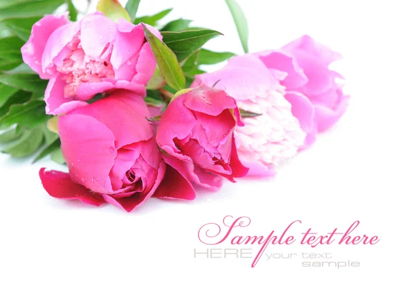 Bunch of purple and pink peonies on a white background