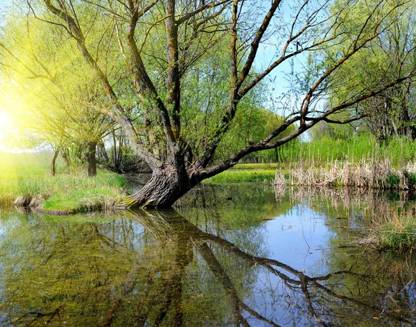 The remarkable landscape is with a lake and old willow