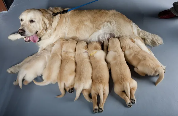 Female dog of golden retriever with puppies