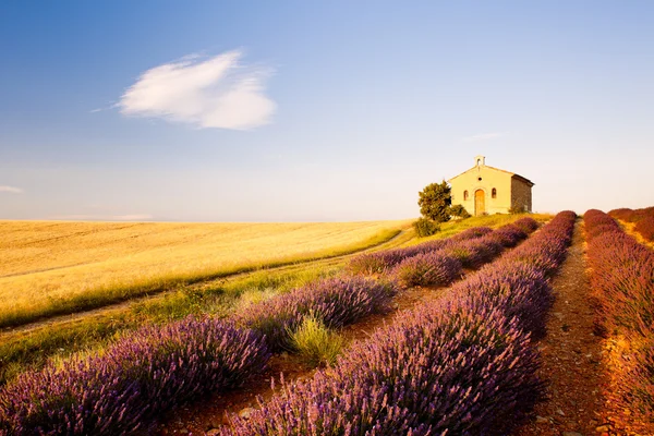 Chapel with lavender and grain fields, Plateau de Valensole, Pro