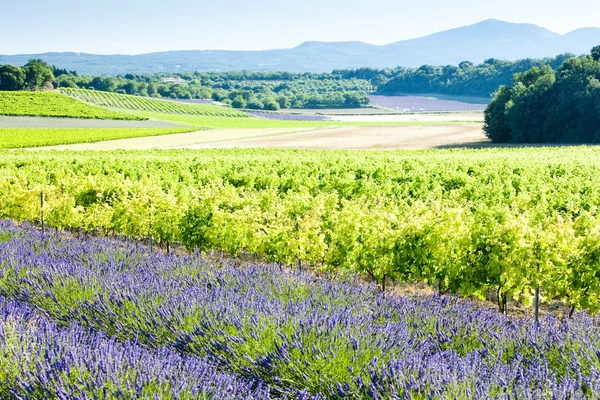 Lavender field with vineyards, Drome Department, Rhone-Alpes, Fr