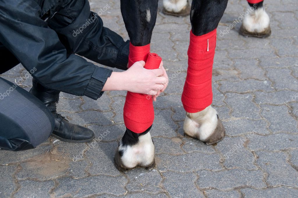 Bandaging of horses' legs. — Stock Photo © murysia 11704135
