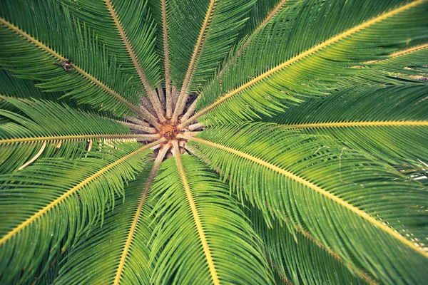 Palm tree leaves, closeup view
