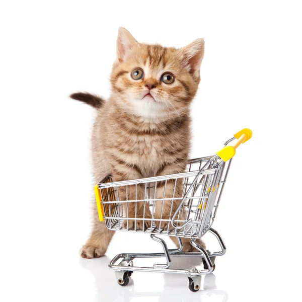 British cat with shopping cart isolated on white. kitten osolate