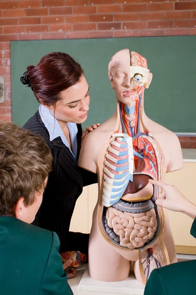Teacher teaching human anatomy