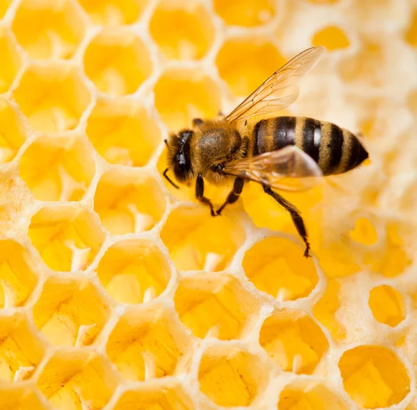 Bee macro shot collecting honey in honeycomb