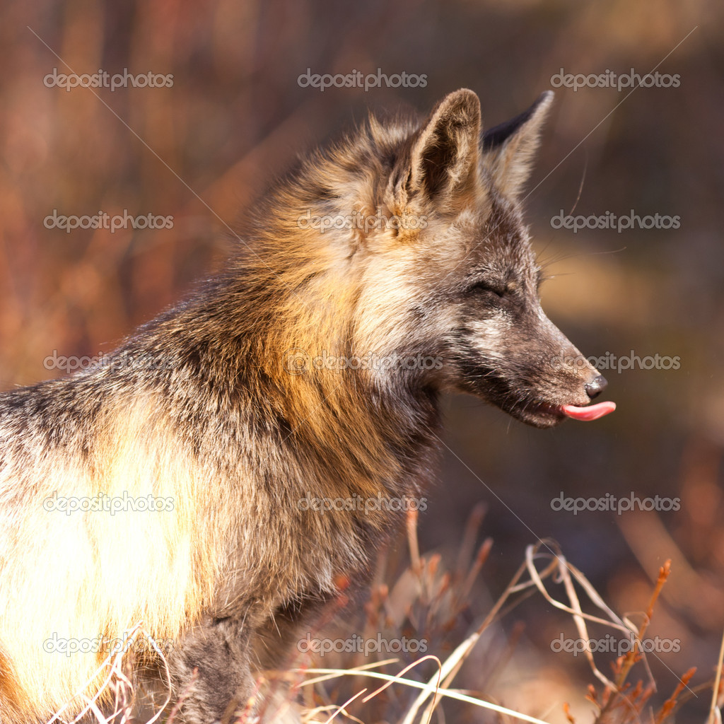 fox snout