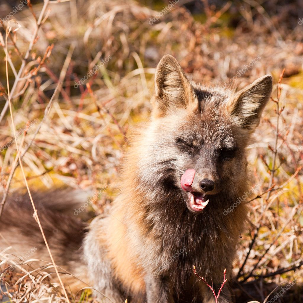 Fox Snout