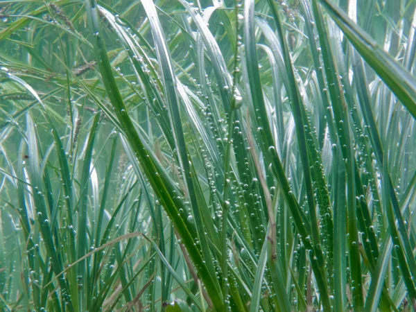 Underwater shot of submerged grass and plants