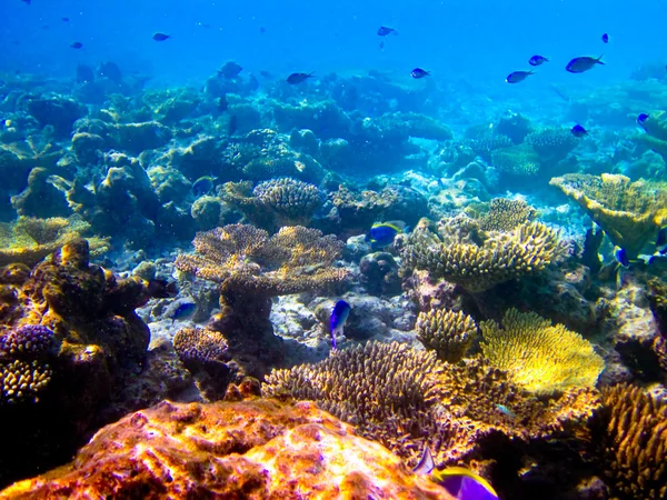 Under water world at Maldives