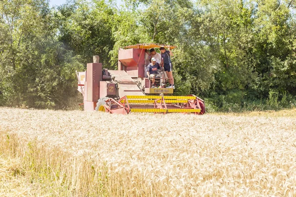 Combine Harvester in field