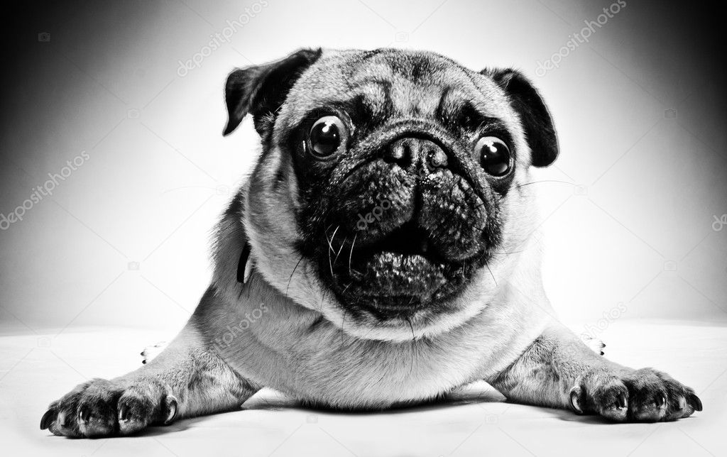black and white pug black and white portrait of a pug stock photo 169 nelka7812 11535117 black and white pug black and white portrait of a pug stock photo 169 nelka7812 11535117