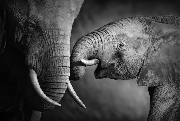 Elephant affection (Artistic processing)