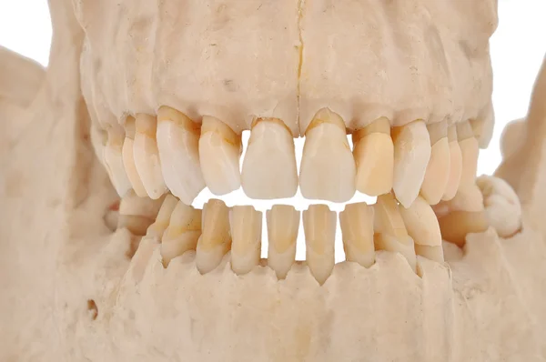 Human jaw