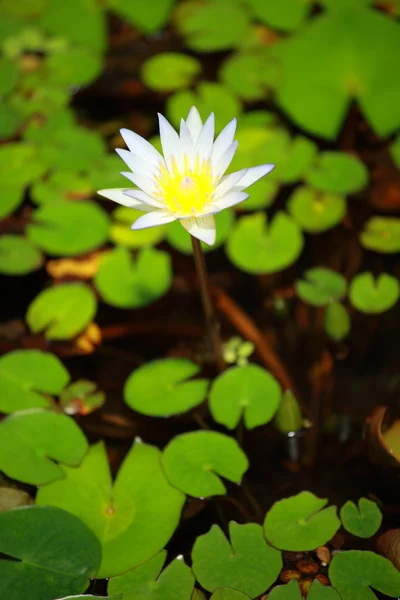 White Water Lily and Gold Fish