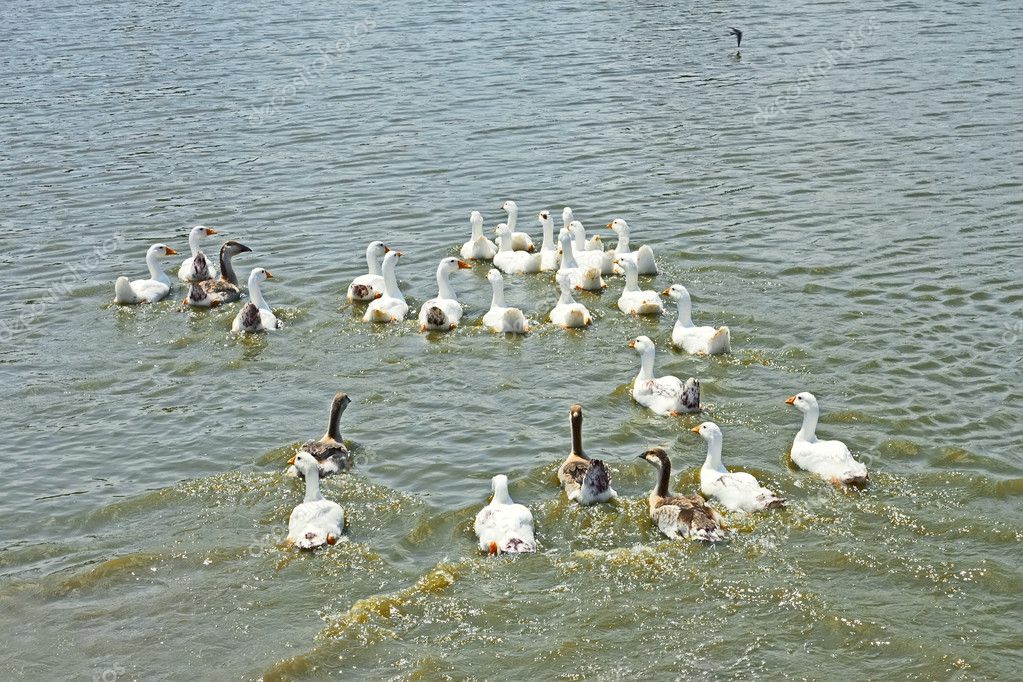 Как держать гусей в домашних условиях если нет водоема