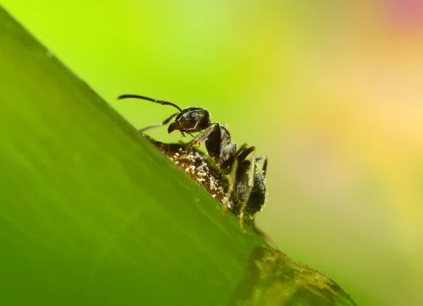 Ant In Grass