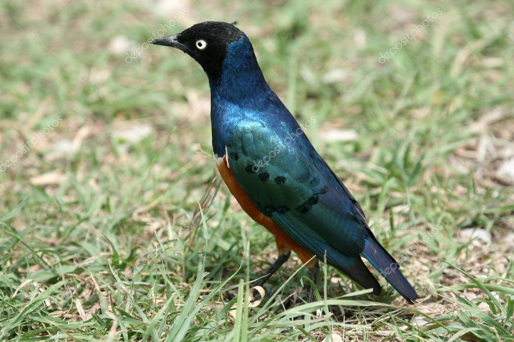 African Starling Bird