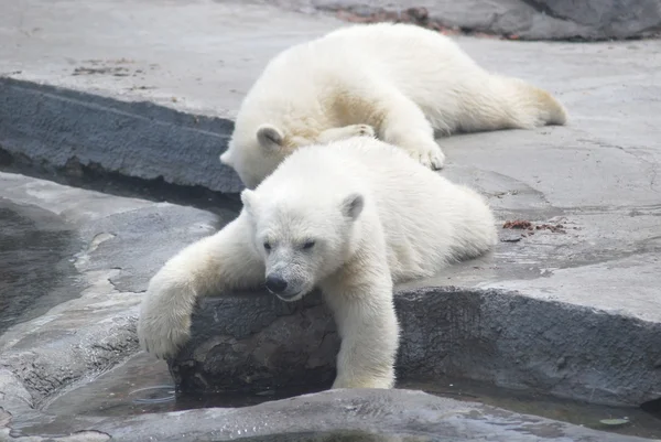 Two white bear cub lying on stones