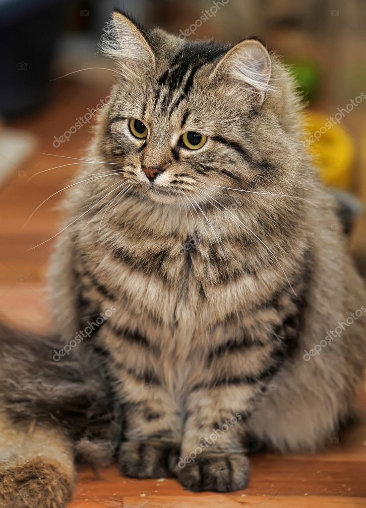 black short haired tabby cat