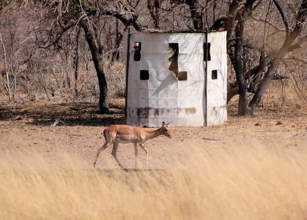Bow Hunters Hideout with Impala