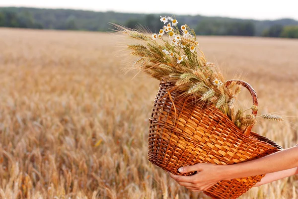 Basket full of ripe spikelets of wheat in woman hands