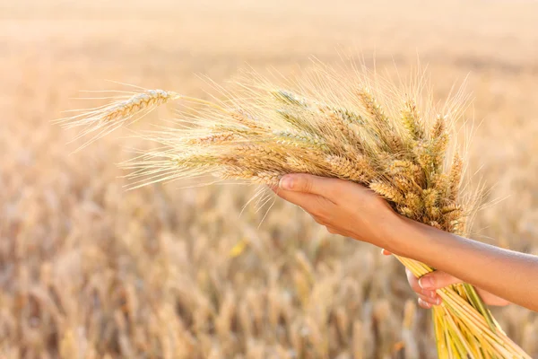 Ripe spikelets of wheat in woman hands in a wheat field