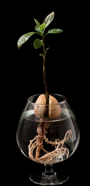 Avocado plant growing